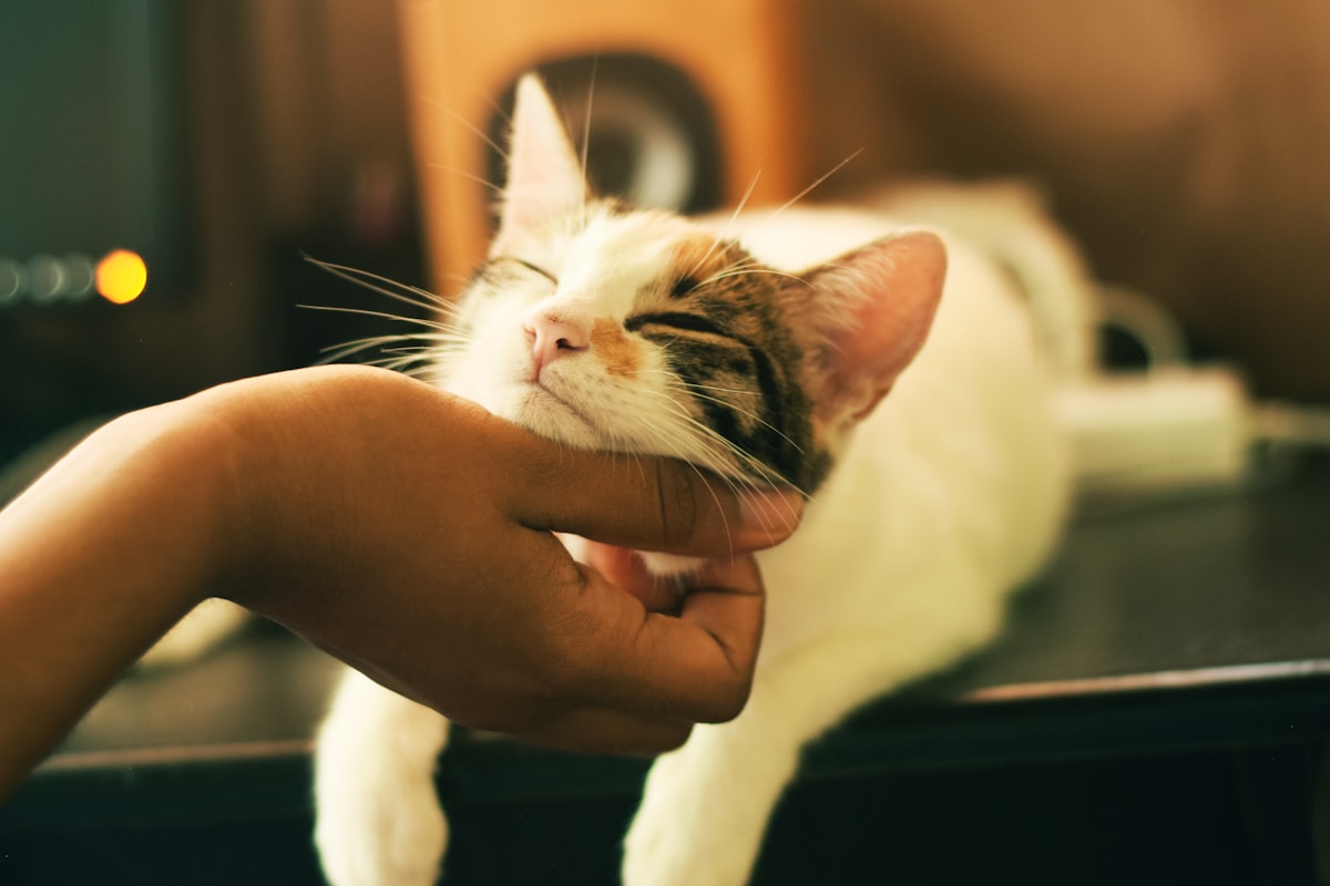 PetMall kampanyası